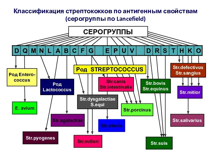 Классификация стрептококков по антигенным свойствам (серогруппы по Lancefield) СЕРОГРУППЫ Род STREPTOCOCCUS Род Entero-