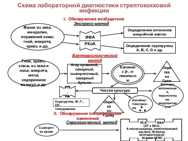 Схема лабораторной диагностики стрептококковой инфекции Экспресс-метод Мазки из зева, миндалин, поражений кожи; гной,