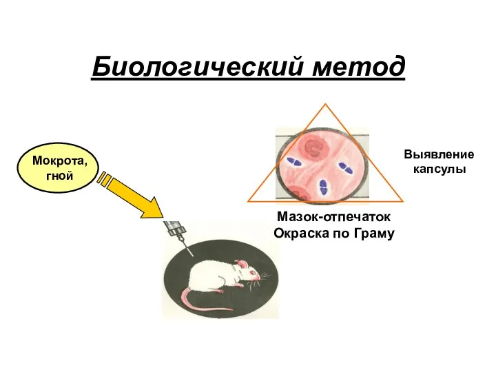 Биологический метод Мокрота, гной Мазок-отпечаток Окраска по Граму Выявление капсулы