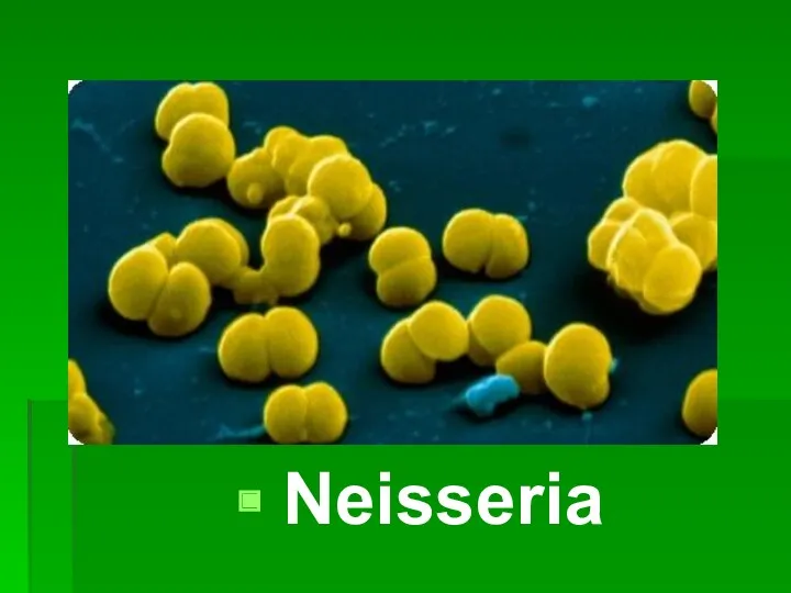 Neisseria