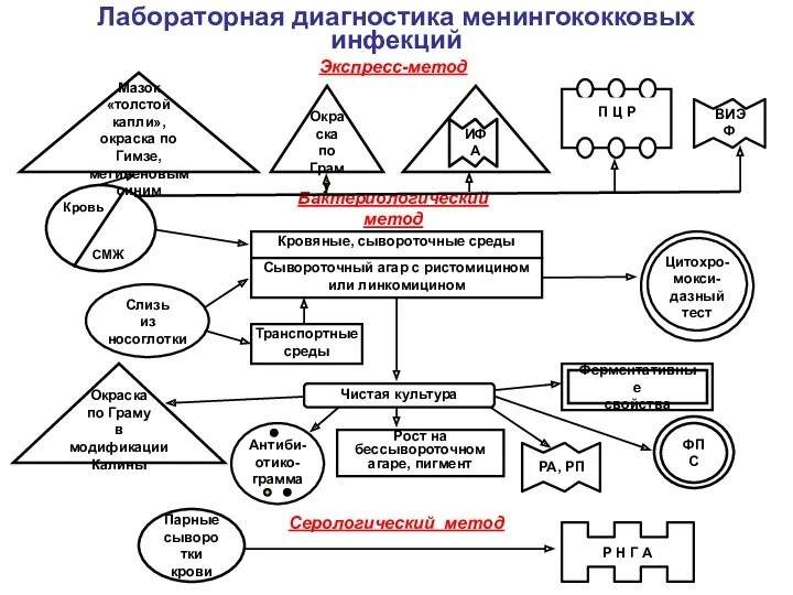 Лабораторная диагностика менингококковых инфекций Экспресс-метод Окраска по Граму Кровь СМЖ Кровяные, сывороточные среды