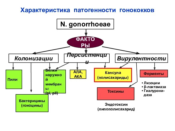 Характеристика патогенности гонококков N. gonorrhoeae Колонизации Вирулентности Персистенции Пили Белки наружной мембраны (рI,