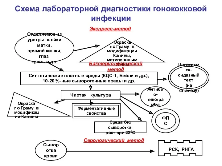 Схема лабораторной диагностики гонококковой инфекции Отделяемое из уретры, шейки матки, прямой кишки, глаз;