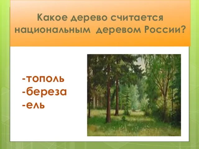 Какое дерево считается национальным деревом России? -тополь -береза -ель