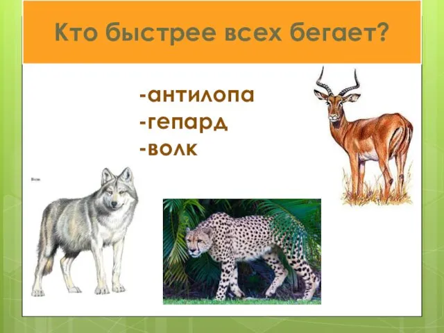 -антилопа -гепард -волк Кто быстрее всех бегает?