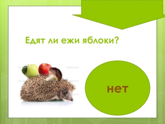 Едят ли ежи яблоки? нет