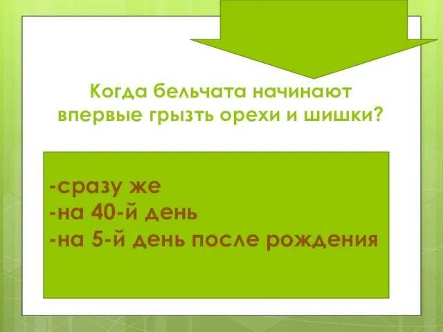 Когда бельчата начинают впервые грызть орехи и шишки? -сразу же