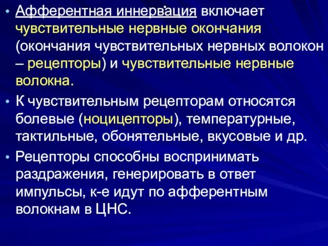 . Афферентная иннервация включает чувствительные нервные окончания (окончания чувствительных нервных