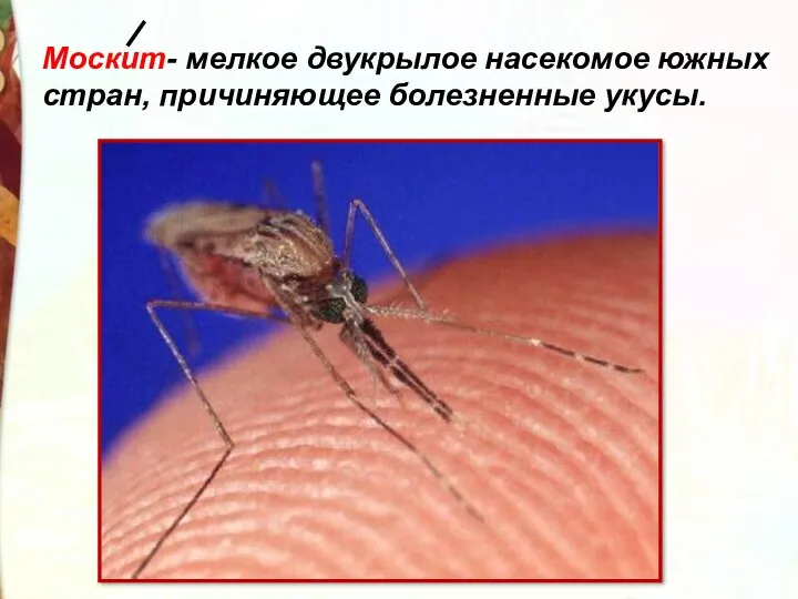 Москит- мелкое двукрылое насекомое южных стран, причиняющее болезненные укусы.