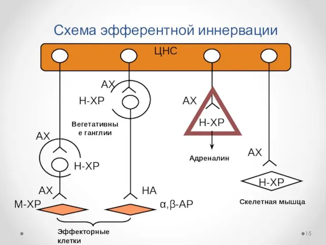 Схема эфферентной иннервации ЦНС Вегетативные ганглии Эффекторные клетки АХ АХ Н-ХР Н-ХР АХ