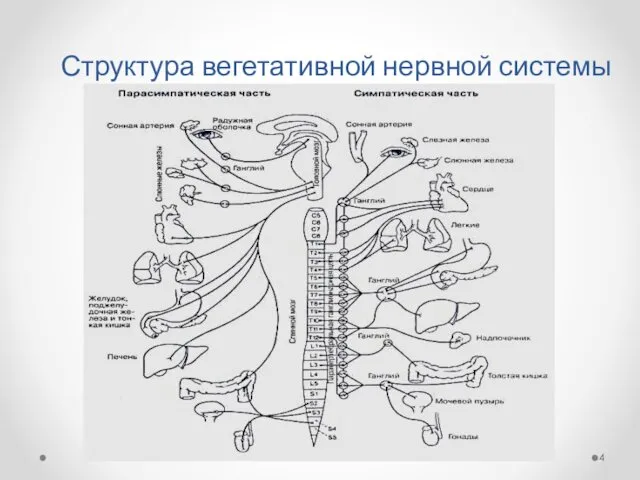 Структура вегетативной нервной системы