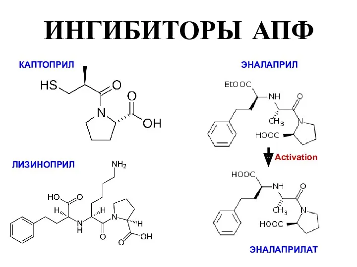 ЭНАЛАПРИЛАТ ЭНАЛАПРИЛ КАПТОПРИЛ ЛИЗИНОПРИЛ Activation ИНГИБИТОРЫ АПФ