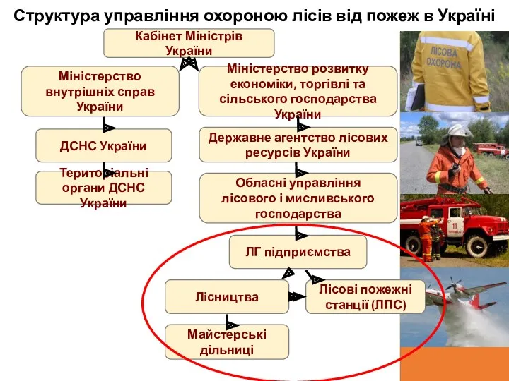 Структура управління охороною лісів від пожеж в Україні ДСНС України Державне агентство лісових