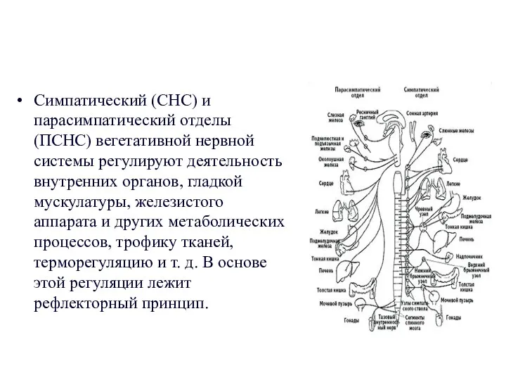 Симпатический (СНС) и парасимпатический отделы (ПСНС) вегетативной нервной системы регулируют