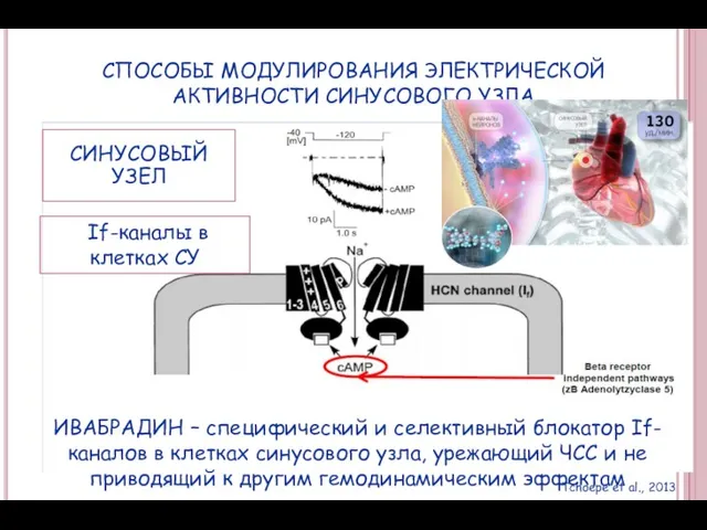 СПОСОБЫ МОДУЛИРОВАНИЯ ЭЛЕКТРИЧЕСКОЙ АКТИВНОСТИ СИНУСОВОГО УЗЛА Tchoepe et al., 2013