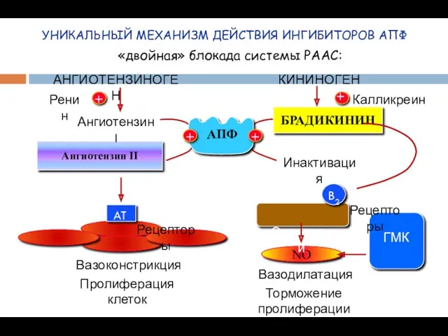 ГМК Ангиотензин II УНИКАЛЬНЫЙ МЕХАНИЗМ ДЕЙСТВИЯ ИНГИБИТОРОВ АПФ АНГИОТЕНЗИНОГЕН КИНИНОГЕН Ренин Ангиотензин I