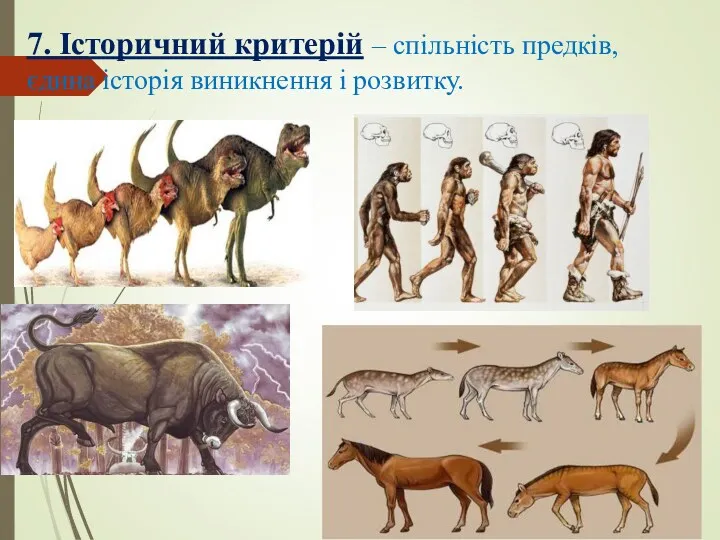 7. Історичний критерій – спільність предків, єдина історія виникнення і розвитку.