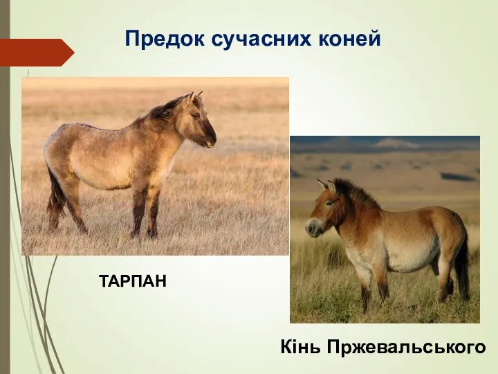 Предок сучасних коней ТАРПАН Кінь Пржевальського