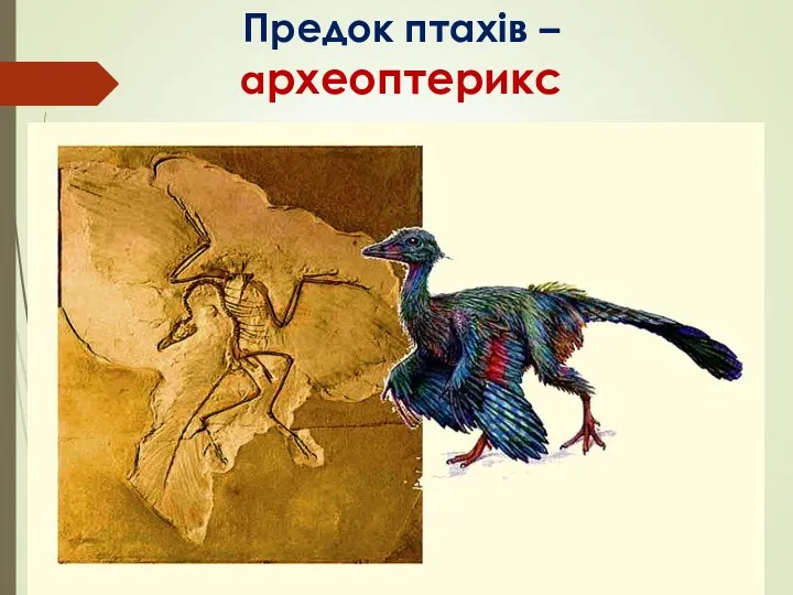Предок птахів – археоптерикс