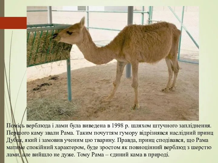 Помісь верблюда і лами була виведена в 1998 р. шляхом