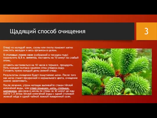 Щадящий способ очищения Отвар из молодой хвои, сосны или пихты