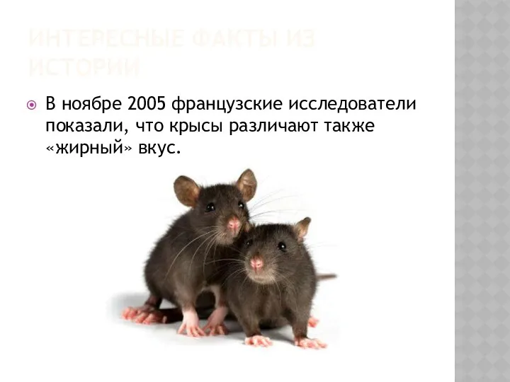 ИНТЕРЕСНЫЕ ФАКТЫ ИЗ ИСТОРИИ В ноябре 2005 французские исследователи показали, что крысы различают также «жирный» вкус.