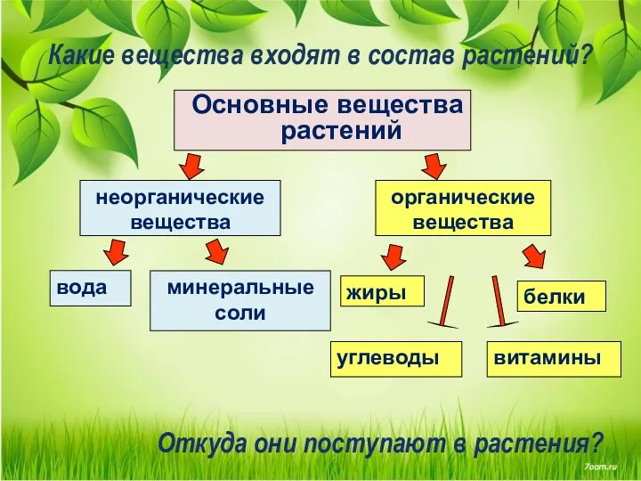 Основные вещества растений неорганические вещества вода минеральные соли органические вещества