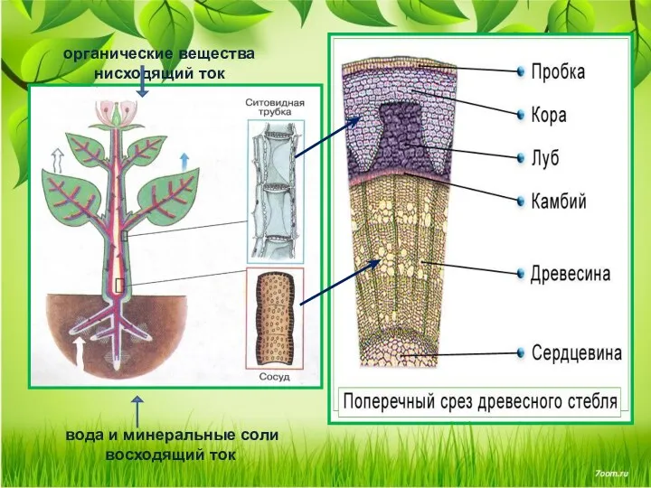 вода и минеральные соли восходящий ток органические вещества нисходящий ток
