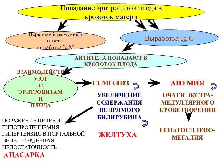 Попадание эритроцитов плода в кровоток матери Первичный иммунный ответ – выработка Ig M