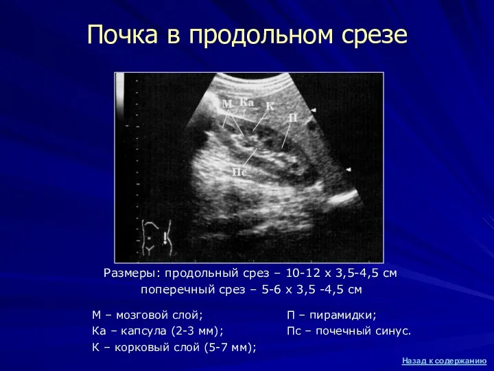 Почка в продольном срезе М – мозговой слой; Ка –