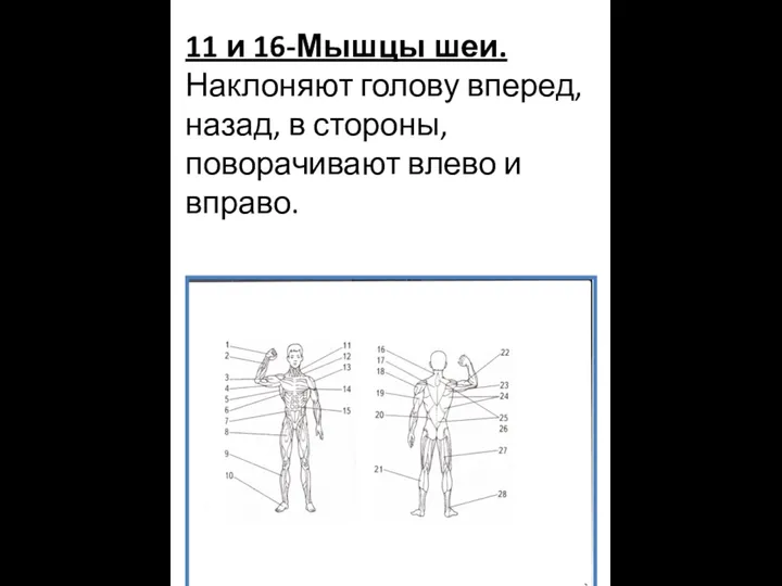 11 и 16-Мышцы шеи. Наклоняют голову вперед, назад, в стороны, поворачивают влево и вправо.