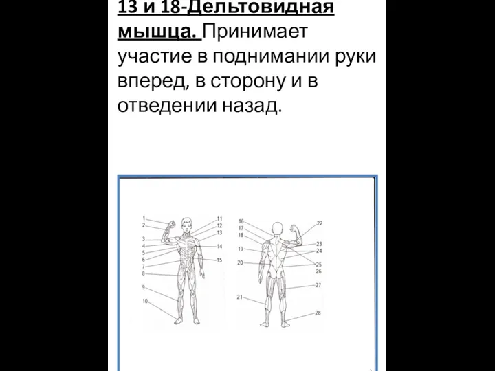 13 и 18-Дельтовидная мышца. Принимает участие в поднимании руки вперед, в сторону и в отведении назад.
