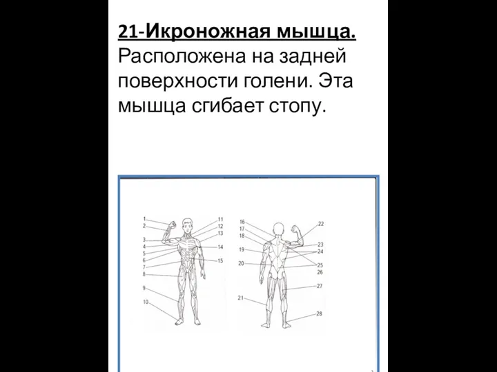 21-Икроножная мышца. Расположена на задней поверхности голени. Эта мышца сгибает стопу.