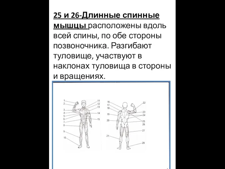 25 и 26-Длинные спинные мышцы расположены вдоль всей спины, по обе стороны позвоночника.