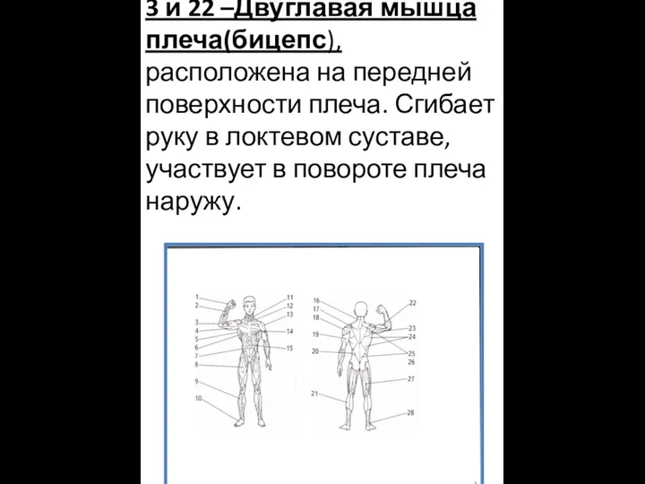 3 и 22 –Двуглавая мышца плеча(бицепс), расположена на передней поверхности плеча. Сгибает руку