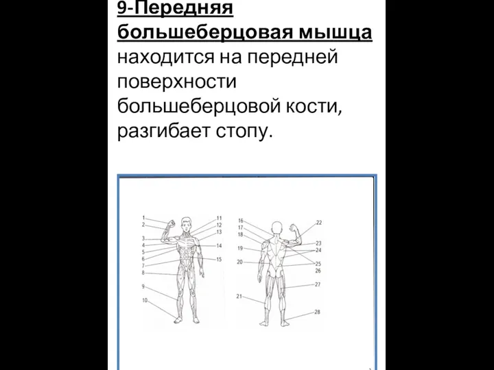 9-Передняя большеберцовая мышца находится на передней поверхности большеберцовой кости, разгибает стопу.