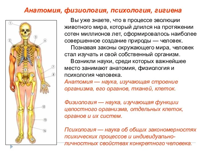 Вы уже знаете, что в процессе эволюции животного мира, который