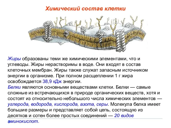 Жиры образованы теми же химическими элементами, что и углеводы. Жиры