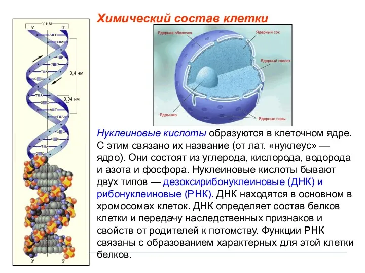 Нуклеиновые кислоты образуются в клеточном ядре. С этим связано их