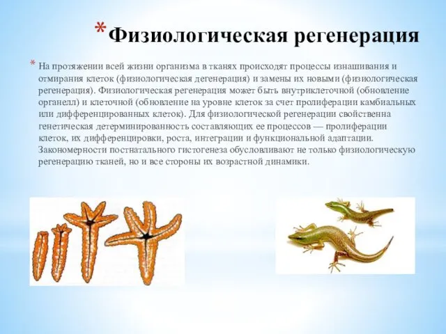 Физиологическая регенерация На протяжении всей жизни организма в тканях происходят