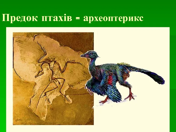 Предок птахів - археоптерикс