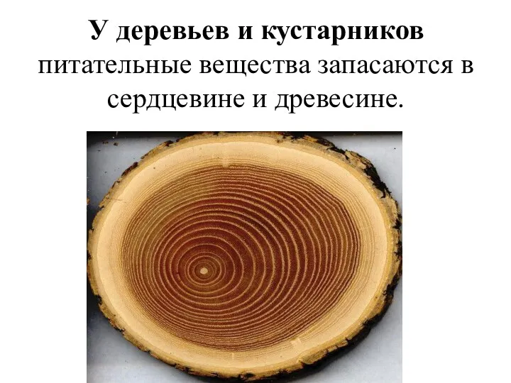 У деревьев и кустарников питательные вещества запасаются в сердцевине и древесине.