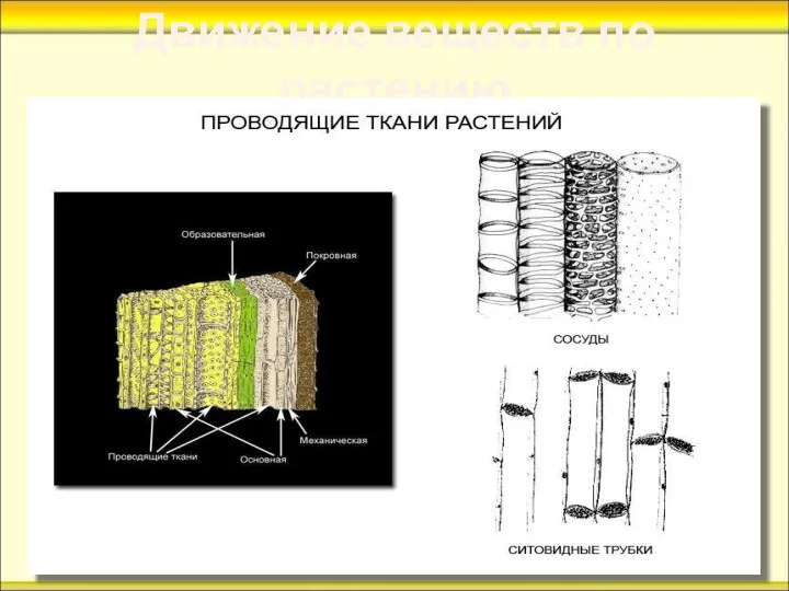 Движение веществ по растению