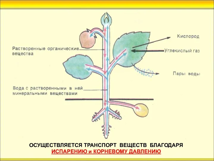 ОСУЩЕСТВЛЯЕТСЯ ТРАНСПОРТ ВЕЩЕСТВ БЛАГОДАРЯ ИСПАРЕНИЮ и КОРНЕВОМУ ДАВЛЕНИЮ