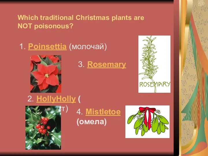 Which traditional Christmas plants are NOT poisonous? 1. Poinsettia (молочай)