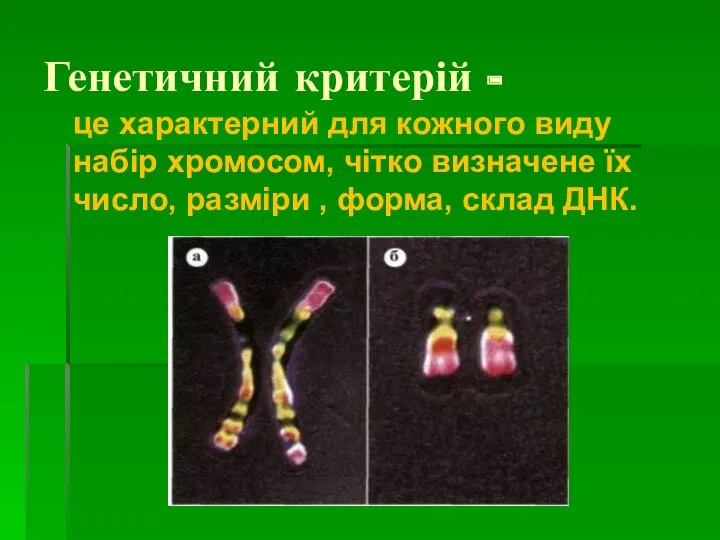 Генетичний критерій - це характерний для кожного виду набір хромосом,