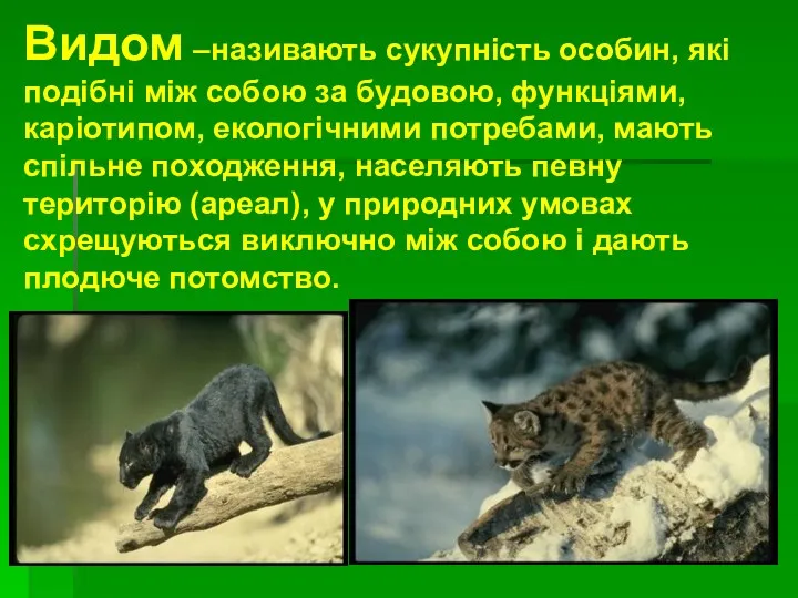 Видом –називають сукупність особин, які подібні між собою за будовою,