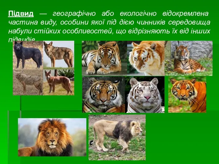 Підвид — географічно або екологічно відокремлена частина виду, особини якої