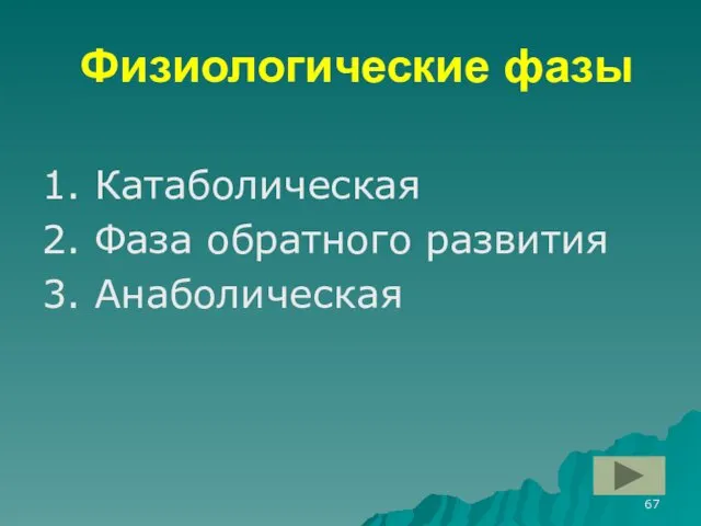 Физиологические фазы 1. Катаболическая 2. Фаза обратного развития 3. Анаболическая