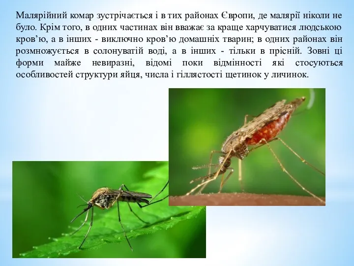 Малярійний комар зустрічається і в тих районах Європи, де малярії